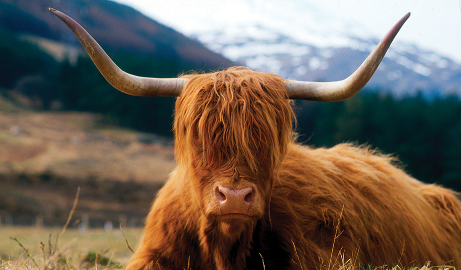 A Highland Cow sits on a mountain