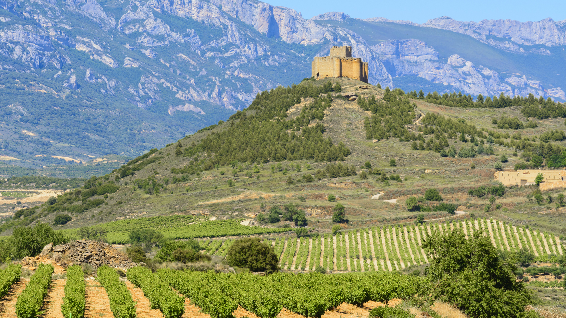 Green vineyards surrounded by mountains in Rioja, Spain