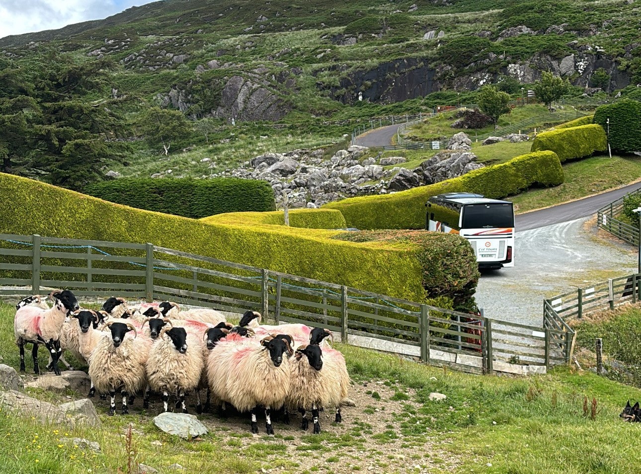 Sheepdog Demonstration